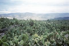 Sembro de tunas, Ayacucho