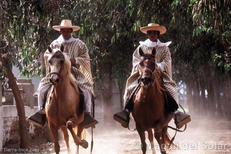 Caballos de paso, Trujillo