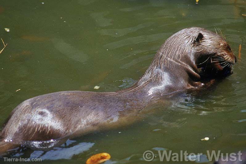 Nutria