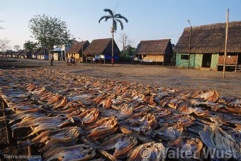 Seca de pescados en Puinahua, Requena