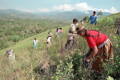 Recoleccin de hojas de coca a Palma Pampa