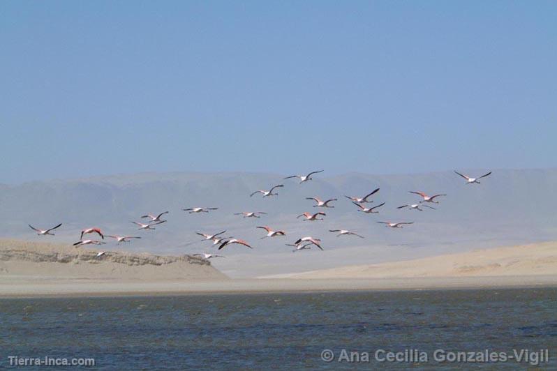 Flamencos, Paracas