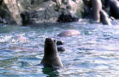 Lobo de mar, Paracas