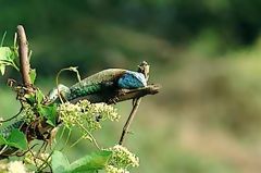 Iguana, Cerros de Amotape