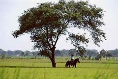 Campia de Lambayeque