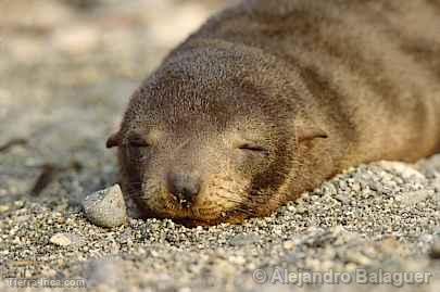 Lobo marino, Paracas