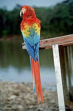 Guacamayo en Tingo Mara