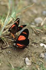 Mariposas en Oxapampa