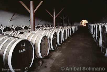 Bodega de vinos, Ica