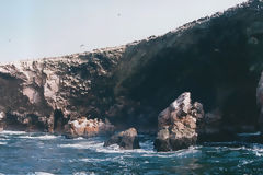 Islas Ballestas, Paracas