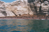 Islas Ballestas, Paracas