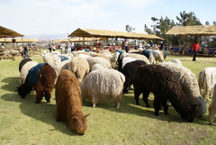 Exhibicin de alpacas