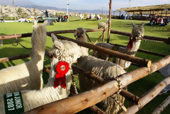 Exhibicin de alpacas