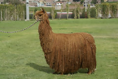 Exhibicin de alpacas