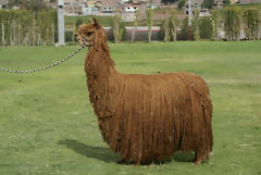 Exhibicin de alpacas