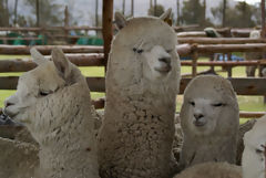 Exhibicin de alpacas