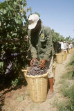 Cosecha de uva