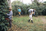 Cultivo de cafe en Villa Rica