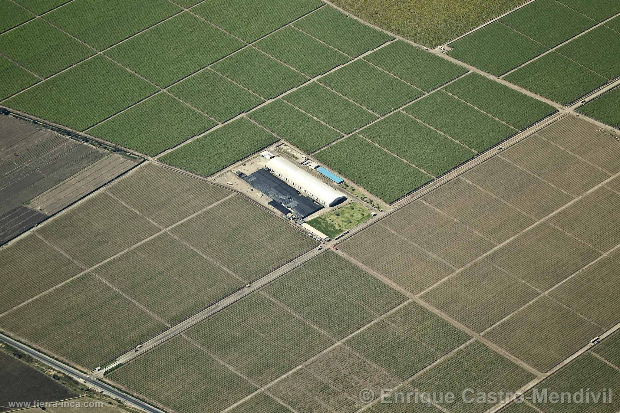 Campos de cultivo en Nasca, Nazca