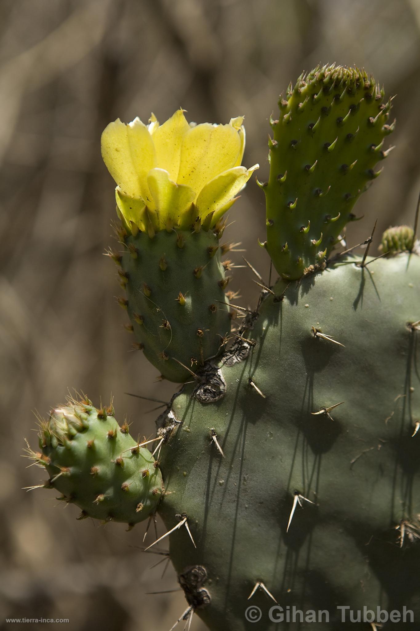 Choquequirao, cactus, flor