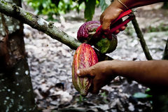 Cosecha de cacao