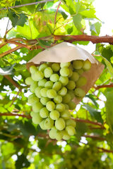 Cultivo de uvas