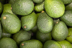 Palta hass