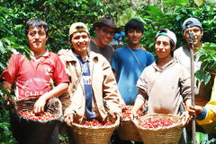 Cosecha de caf orgnico