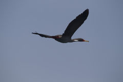 Cormorán de Patas Rojas en la isla de Asia