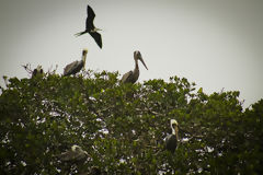 Manglares de Puerto Pizarro