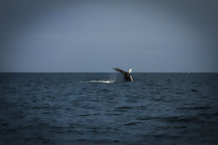 Avistamiento de ballenas