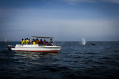 Avistamiento de ballenas