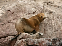 Lobo marino