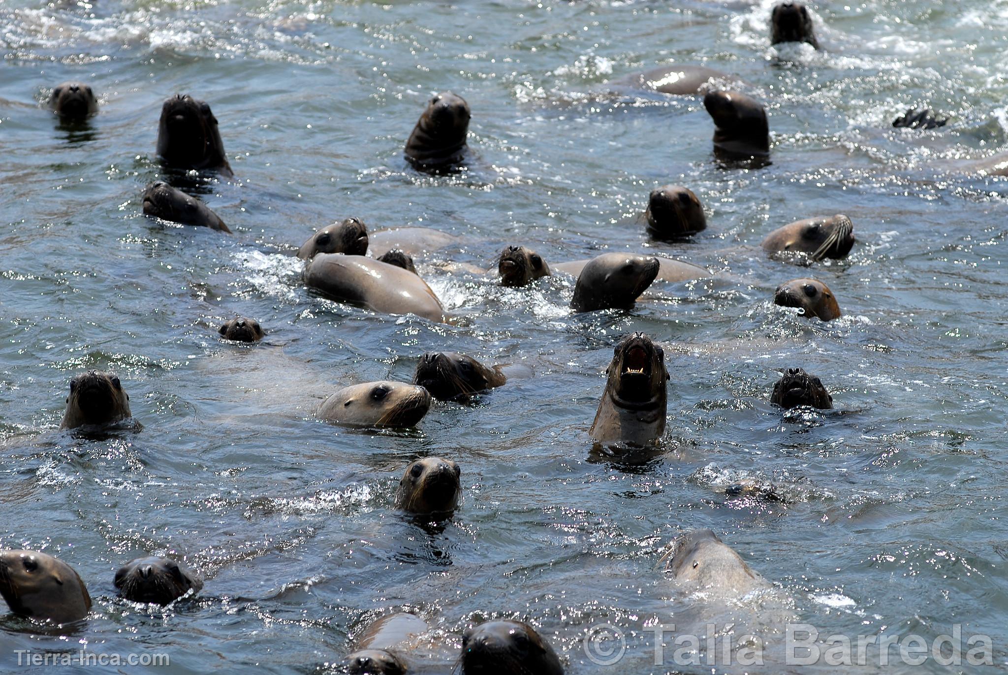 Lobos marinos en las Islas Palomino, Callao