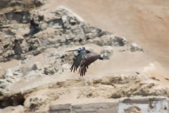 Pelícano en las Islas Palomino, Callao