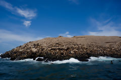 Lobos marinos en las Islas Palomino, Callao