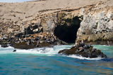 Lobos marinos en las Islas Palomino, Callao