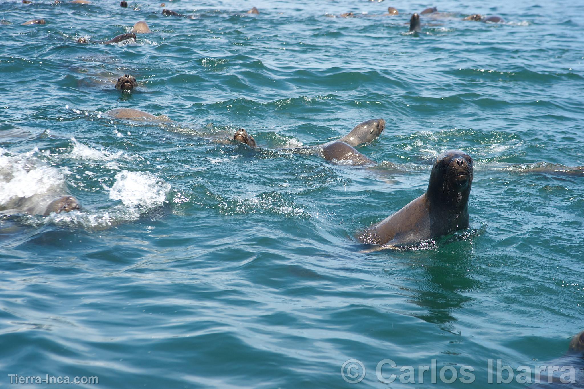 Lobos marinos en las Islas Palomino, Callao