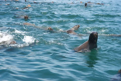 Lobos marinos en las Islas Palomino, Callao