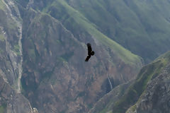 Cndor en el Colca