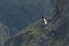 Cndor en el Colca