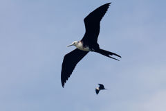 Aves fragata en los manglares de Tumbes