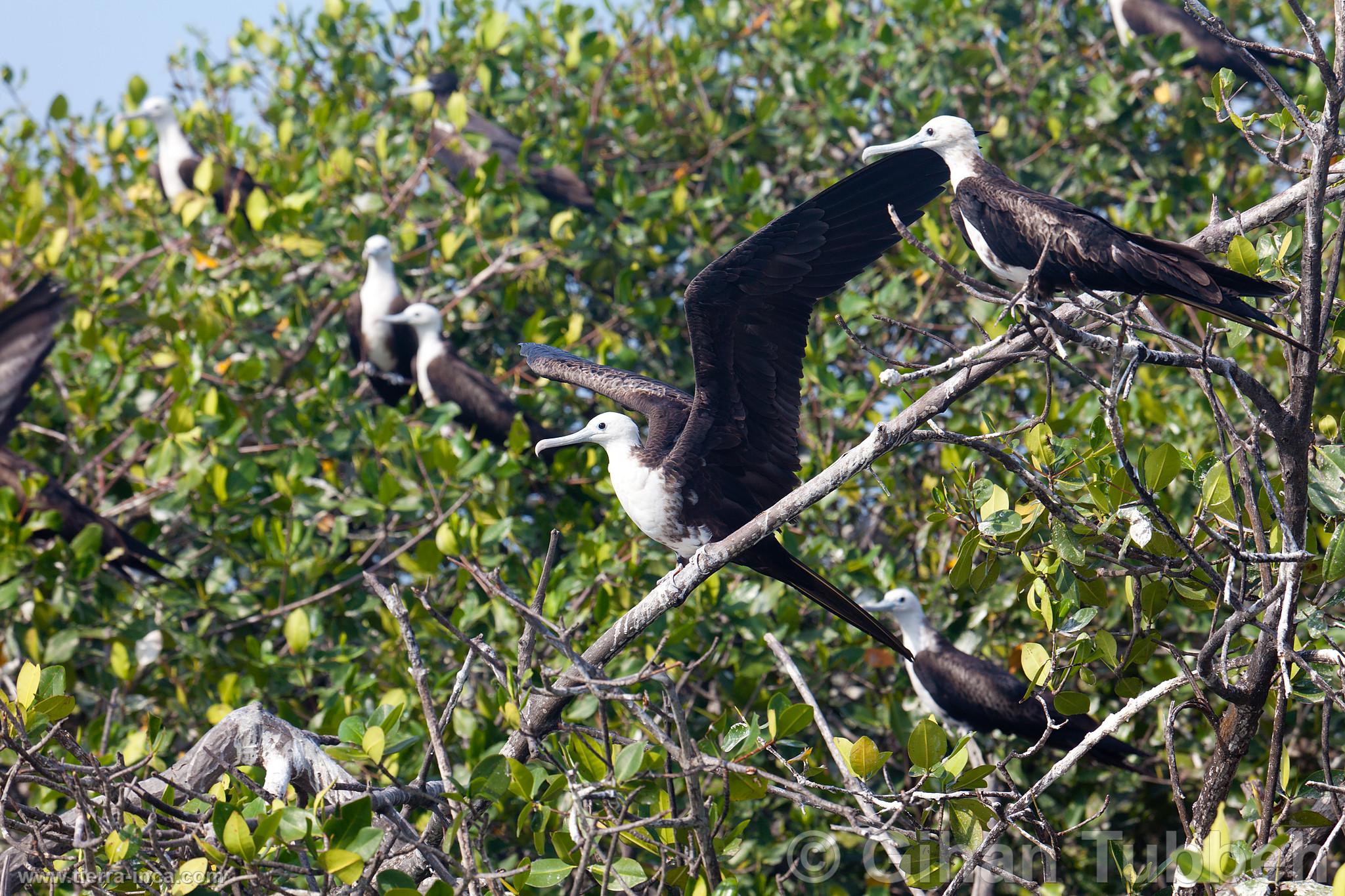 Aves fragata en los manglares de Tumbes