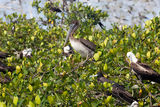 Aves en los manglares de Tumbes