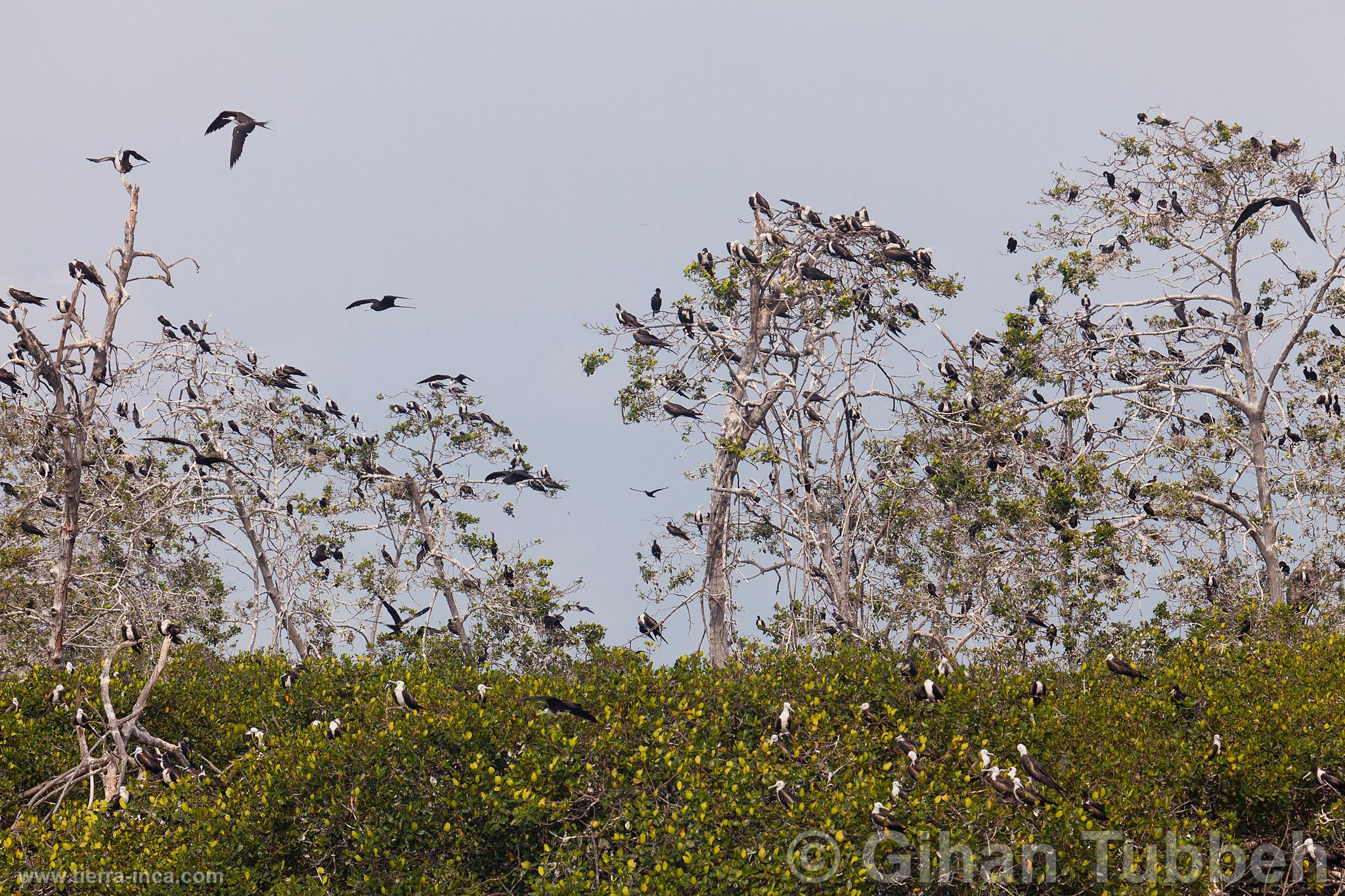 Aves en los manglares de Tumbes