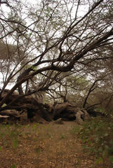 Bosque de Pómac