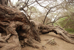 Bosque de Pmac