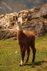 Llama en el complejo arqueológico de Kuélap