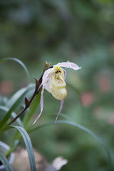 Orquídea en Oxapampa