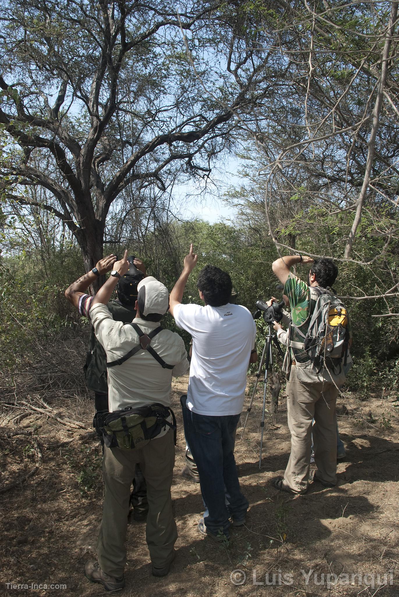 Bosque de Pómac